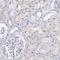 Minichromosome Maintenance Complex Component 2 antibody, HPA031495, Atlas Antibodies, Immunohistochemistry frozen image 
