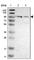 Cadherin 26 antibody, HPA015722, Atlas Antibodies, Western Blot image 
