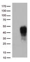TNF Receptor Superfamily Member 9 antibody, LS-C798949, Lifespan Biosciences, Western Blot image 