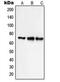 Sodium/hydrogen exchanger 9 antibody, MBS822142, MyBioSource, Western Blot image 