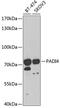 PADI4 antibody, GTX54621, GeneTex, Western Blot image 