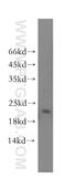 Yippee Like 1 antibody, 17743-1-AP, Proteintech Group, Western Blot image 