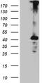 Mitochondria Localized Glutamic Acid Rich Protein antibody, CF811799, Origene, Western Blot image 