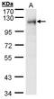 Ribosome Binding Protein 1 antibody, LS-C185437, Lifespan Biosciences, Western Blot image 