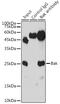BCL2 Antagonist/Killer 1 antibody, GTX32463, GeneTex, Immunoprecipitation image 