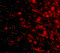 Leucine Rich Repeat And Fibronectin Type III Domain Containing 4 antibody, 5077, ProSci, Immunofluorescence image 