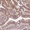 X-Linked Inhibitor Of Apoptosis antibody, NBP2-38497, Novus Biologicals, Immunohistochemistry paraffin image 