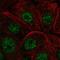 Immediate Early Response 2 antibody, HPA055387, Atlas Antibodies, Immunocytochemistry image 