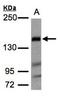 CD244 Molecule antibody, orb13331, Biorbyt, Western Blot image 