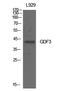 Growth Differentiation Factor 3 antibody, A06869, Boster Biological Technology, Western Blot image 