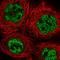 p84N5 antibody, HPA019096, Atlas Antibodies, Immunofluorescence image 