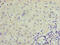 Transient Receptor Potential Cation Channel Subfamily M Member 2 antibody, CSB-PA007779LA01HU, Cusabio, Immunohistochemistry paraffin image 