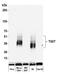 T Cell Immunoreceptor With Ig And ITIM Domains antibody, A700-047, Bethyl Labs, Western Blot image 