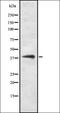 Pabp2 antibody, orb336862, Biorbyt, Western Blot image 