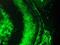Cardiotin antibody, OMA1-06030, Invitrogen Antibodies, Immunofluorescence image 