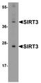 NAD-dependent deacetylase sirtuin-3, mitochondrial antibody, A01061, Boster Biological Technology, Western Blot image 