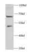 Deltex E3 Ubiquitin Ligase 2 antibody, FNab02554, FineTest, Western Blot image 