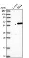 Bardet-Biedl Syndrome 4 antibody, NBP1-86248, Novus Biologicals, Western Blot image 