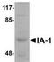 INSM Transcriptional Repressor 1 antibody, TA306849, Origene, Western Blot image 