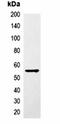 PARP1 Binding Protein antibody, orb323000, Biorbyt, Immunoprecipitation image 