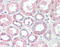 Superoxide Dismutase 1 antibody, 49-037, ProSci, Immunohistochemistry paraffin image 
