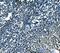 Myocyte Enhancer Factor 2B antibody, A05743-1, Boster Biological Technology, Immunohistochemistry paraffin image 