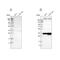 Signal Sequence Receptor Subunit 1 antibody, NBP1-87815, Novus Biologicals, Western Blot image 