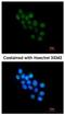 Forkhead box protein B1 antibody, NBP2-16517, Novus Biologicals, Immunofluorescence image 