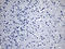 Uracil nucleotide/cysteinyl leukotriene receptor antibody, TA811665S, Origene, Immunohistochemistry frozen image 