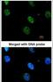 MAPK Activated Protein Kinase 3 antibody, PA5-28199, Invitrogen Antibodies, Immunofluorescence image 