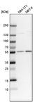 Cereblon antibody, HPA045910, Atlas Antibodies, Western Blot image 