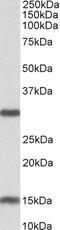 NAD-dependent deacetylase sirtuin-3 antibody, EB10970, Everest Biotech, Western Blot image 