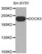 Dedicator of cytokinesis protein 3 antibody, abx002599, Abbexa, Western Blot image 