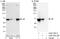 Apoptosis Inducing Factor Mitochondria Associated 1 antibody, A302-783A, Bethyl Labs, Immunoprecipitation image 