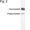 Opsin 4 antibody, PA1-780, Invitrogen Antibodies, Western Blot image 