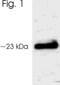 Aralkylamine N-Acetyltransferase antibody, PA1-761, Invitrogen Antibodies, Western Blot image 