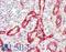 Caveolae Associated Protein 2 antibody, LS-B10805, Lifespan Biosciences, Immunohistochemistry frozen image 