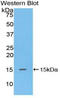DEFA5 antibody, LS-C293655, Lifespan Biosciences, Western Blot image 