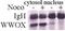 WW Domain Containing Oxidoreductase antibody, TA309932, Origene, Western Blot image 