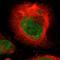 DSN1 Component Of MIS12 Kinetochore Complex antibody, HPA002813, Atlas Antibodies, Immunofluorescence image 
