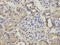 NPC Intracellular Cholesterol Transporter 2 antibody, A01582, Boster Biological Technology, Immunohistochemistry frozen image 
