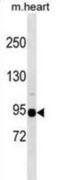 SNF-related serine/threonine-protein kinase antibody, abx029795, Abbexa, Western Blot image 