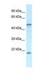 Protein Zfp113 antibody, orb325585, Biorbyt, Western Blot image 