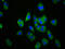 Chemerin Chemokine-Like Receptor 1 antibody, LS-C670957, Lifespan Biosciences, Immunofluorescence image 