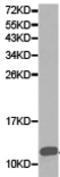 FKBP Prolyl Isomerase 1A antibody, TA321205, Origene, Western Blot image 
