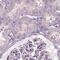 Armadillo Repeat Containing 3 antibody, PA5-58124, Invitrogen Antibodies, Immunohistochemistry frozen image 