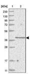 Solute Carrier Family 35 Member A5 antibody, NBP1-83636, Novus Biologicals, Western Blot image 