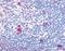 NRG-1 antibody, orb85625, Biorbyt, Immunohistochemistry paraffin image 