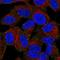LIM Domain Containing 2 antibody, HPA062867, Atlas Antibodies, Immunofluorescence image 