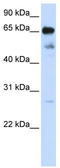 Zinc Finger Protein 490 antibody, TA345294, Origene, Western Blot image 